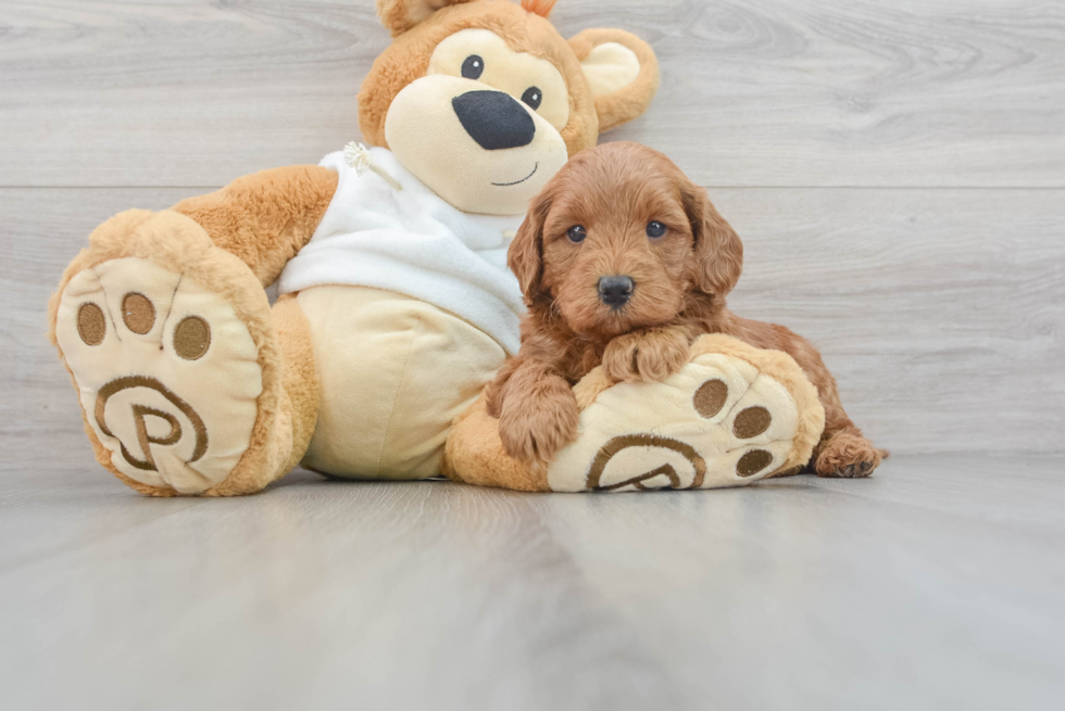 Mini Goldendoodle Puppy for Adoption
