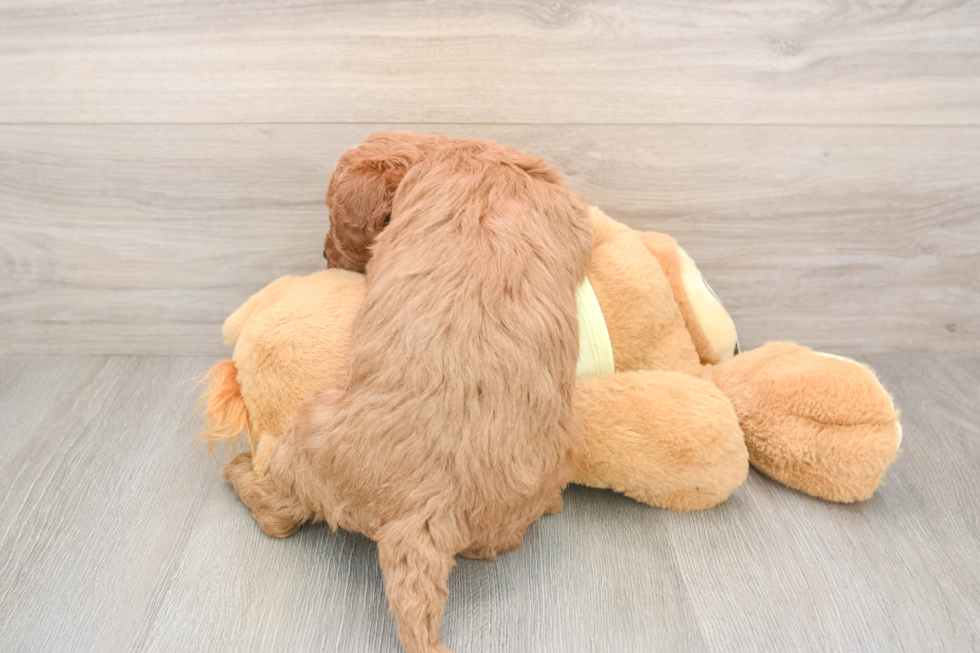 Mini Goldendoodle Pup Being Cute