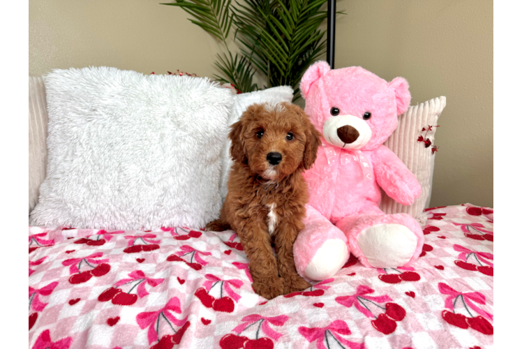 Best Mini Goldendoodle Baby