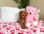8 week old Mini Goldendoodle Puppy For Sale - Lone Star Pups
