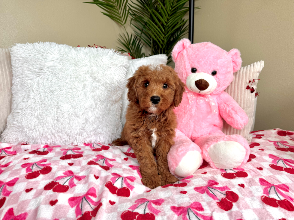 Best Mini Goldendoodle Baby