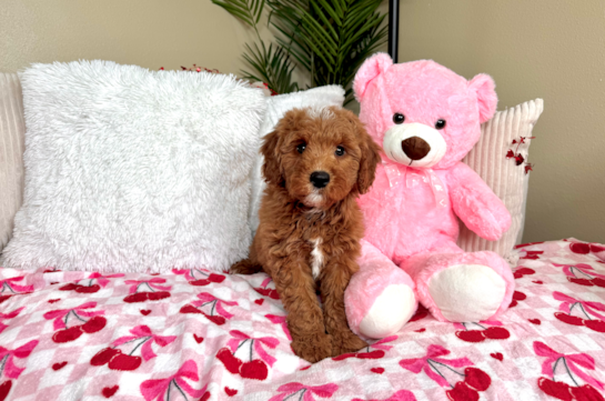 Best Mini Goldendoodle Baby