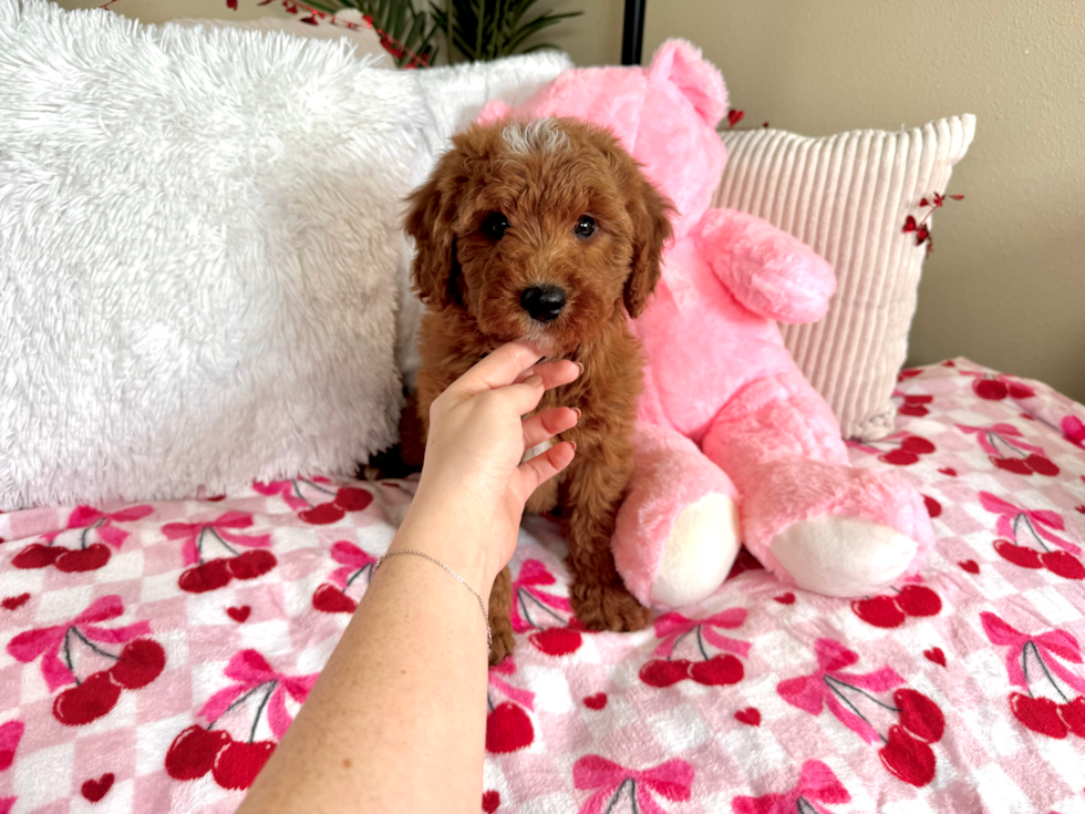 Cute Mini Goldendoodle Poodle Mix Pup