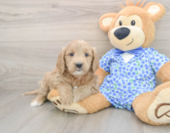 7 week old Mini Goldendoodle Puppy For Sale - Lone Star Pups