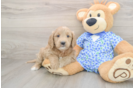 Smart Mini Goldendoodle Poodle Mix Pup