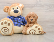 7 week old Mini Goldendoodle Puppy For Sale - Lone Star Pups