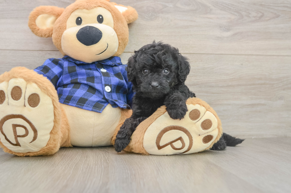Friendly Mini Goldendoodle Baby