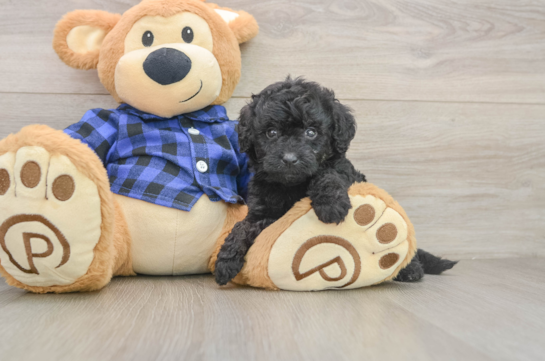 Friendly Mini Goldendoodle Baby