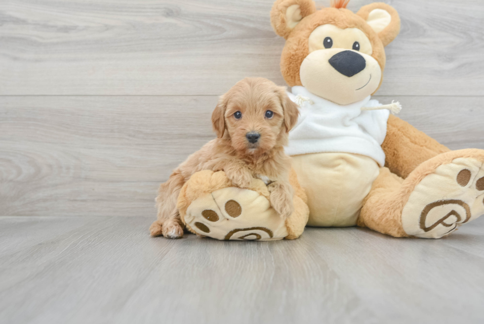 Funny Mini Goldendoodle Poodle Mix Pup