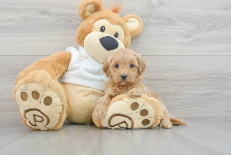 Sweet Mini Goldendoodle Baby