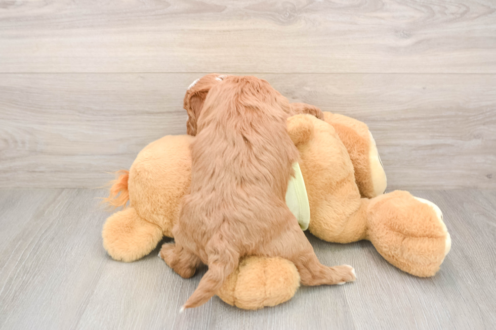 Best Mini Goldendoodle Baby
