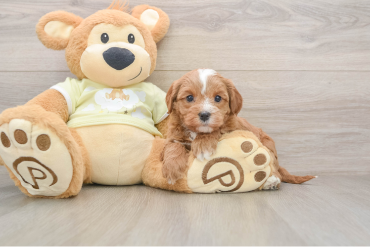 Cute Mini Goldendoodle Baby