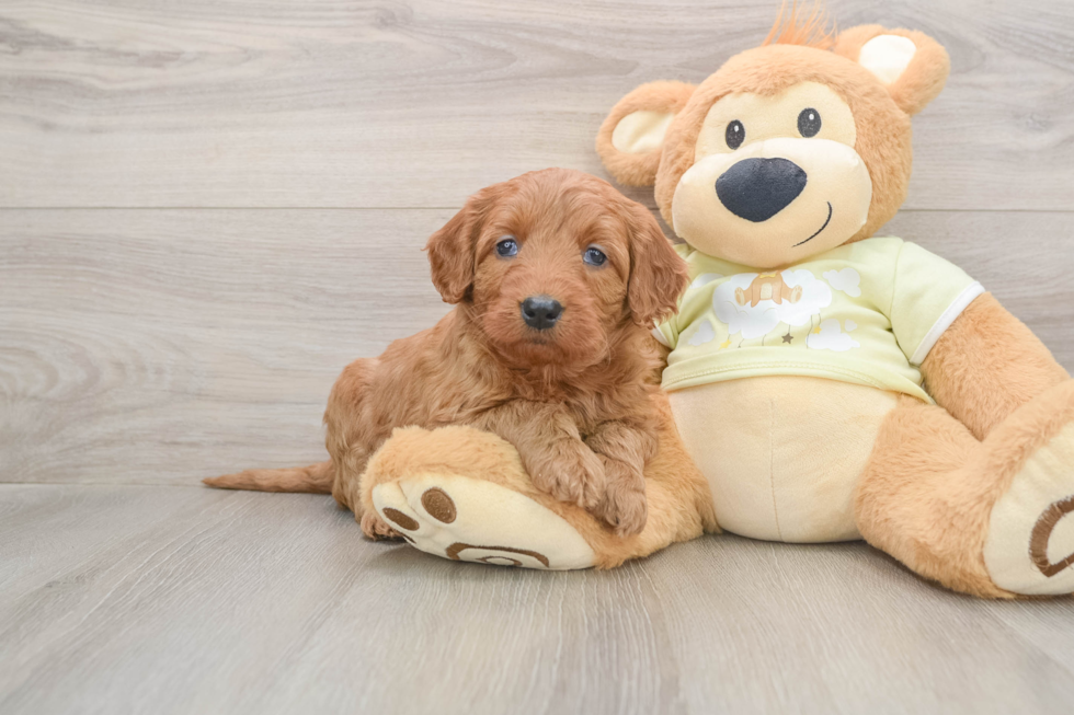 Mini Goldendoodle Pup Being Cute