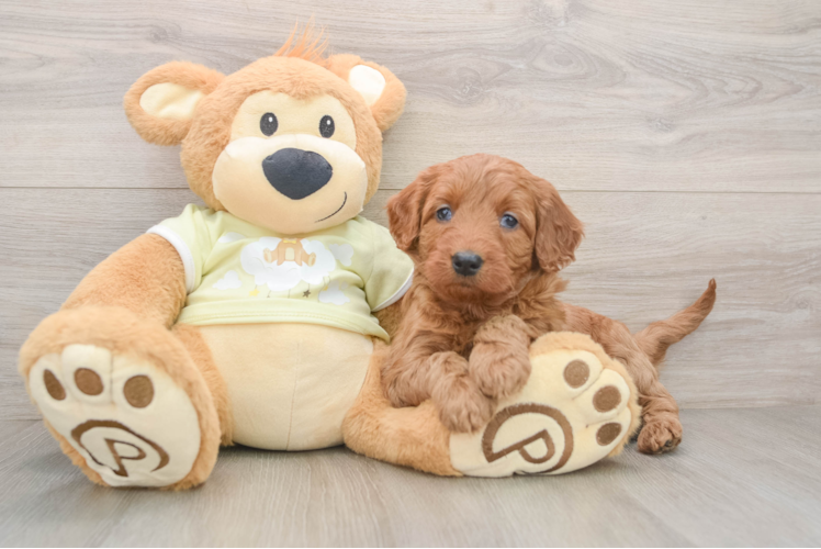 Mini Goldendoodle Pup Being Cute