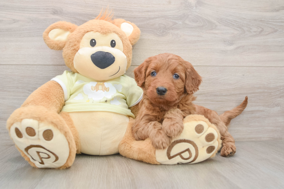 Mini Goldendoodle Pup Being Cute