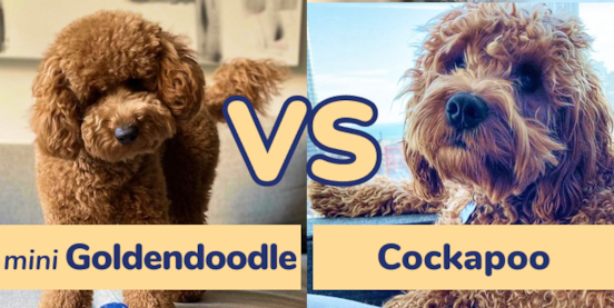 Mini Goldendoodle vs Cockapoo Comparison Mini Goldendoodle vs Cockapoo Comparison