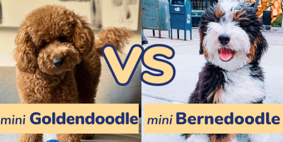 Mini Goldendoodle vs Mini Bernedoodle Comparison Mini Goldendoodle vs Mini Bernedoodle Comparison