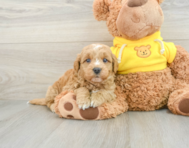 8 week old Mini Goldendoodle Puppy For Sale - Lone Star Pups