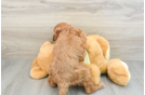 Best Mini Goldendoodle Baby