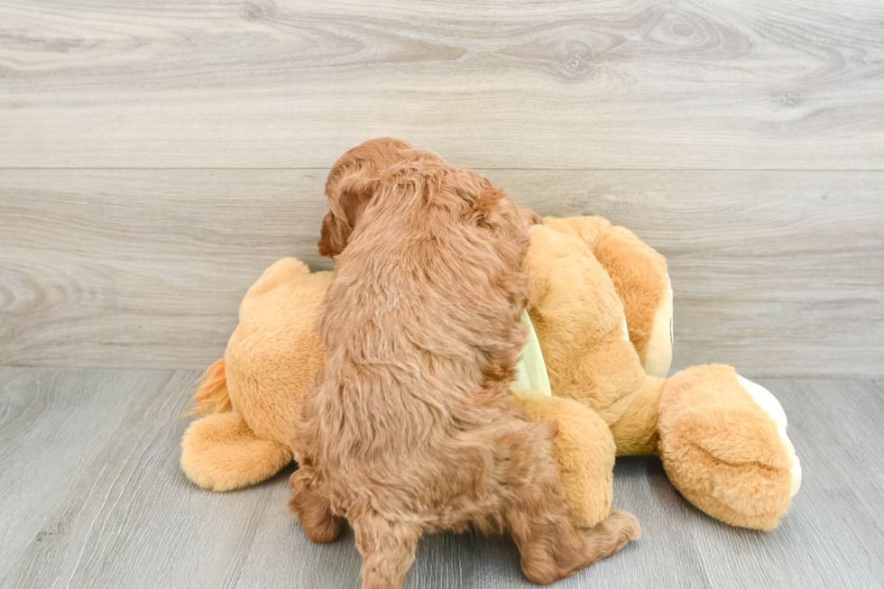 Best Mini Goldendoodle Baby