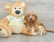 7 week old Mini Goldendoodle Puppy For Sale - Lone Star Pups