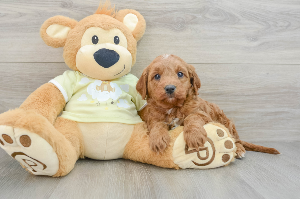 7 week old Mini Goldendoodle Puppy For Sale - Lone Star Pups