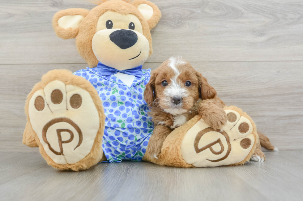 7 week old Mini Goldendoodle Puppy For Sale - Lone Star Pups