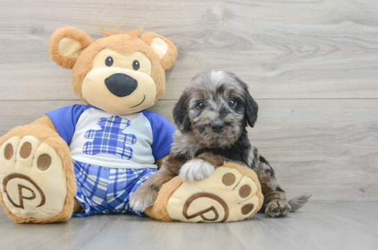 Best Mini Goldendoodle Baby