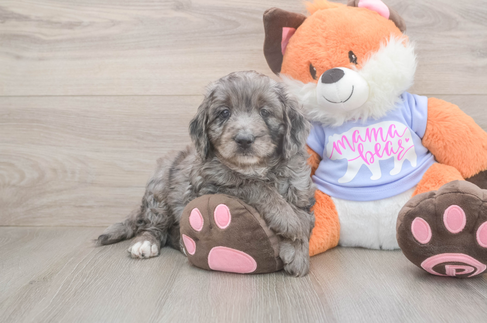 5 week old Mini Goldendoodle Puppy For Sale - Lone Star Pups