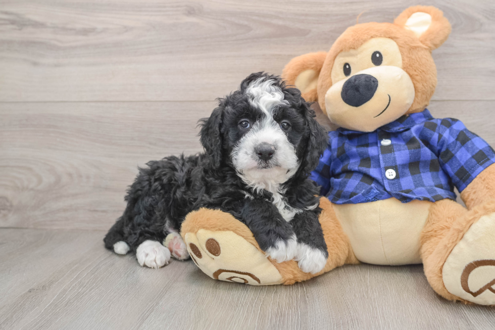 Hypoallergenic Mini Goldiepoo Poodle Mix Puppy