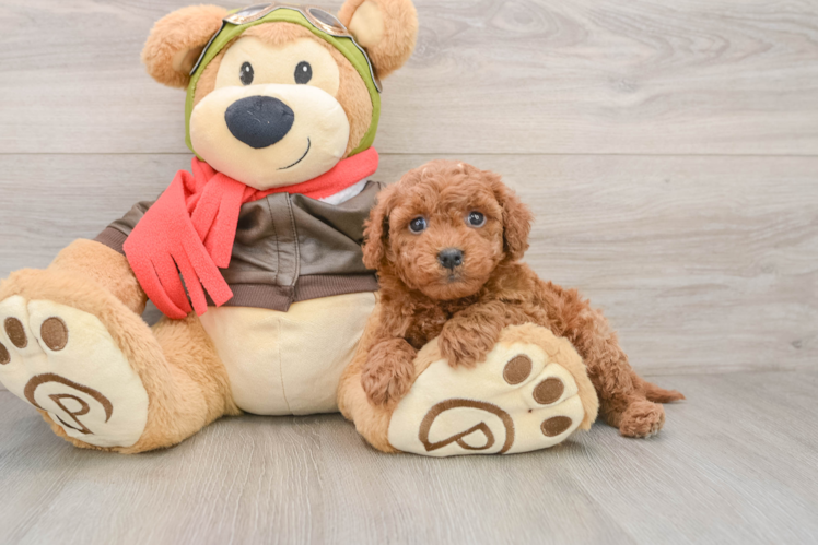 Mini Goldendoodle Pup Being Cute