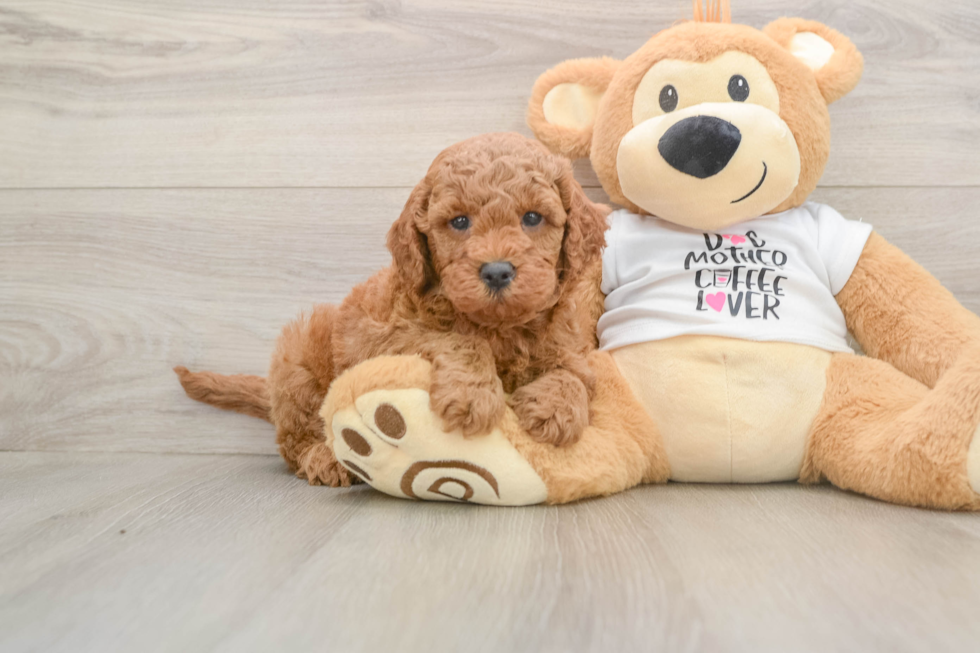 Best Mini Goldendoodle Baby