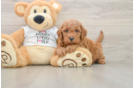 Funny Mini Goldendoodle Poodle Mix Pup
