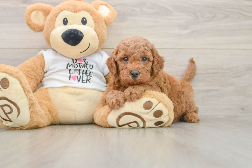 Funny Mini Goldendoodle Poodle Mix Pup