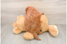 Fluffy Mini Goldendoodle Poodle Mix Pup