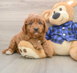 6 week old Mini Goldendoodle Puppy For Sale - Lone Star Pups