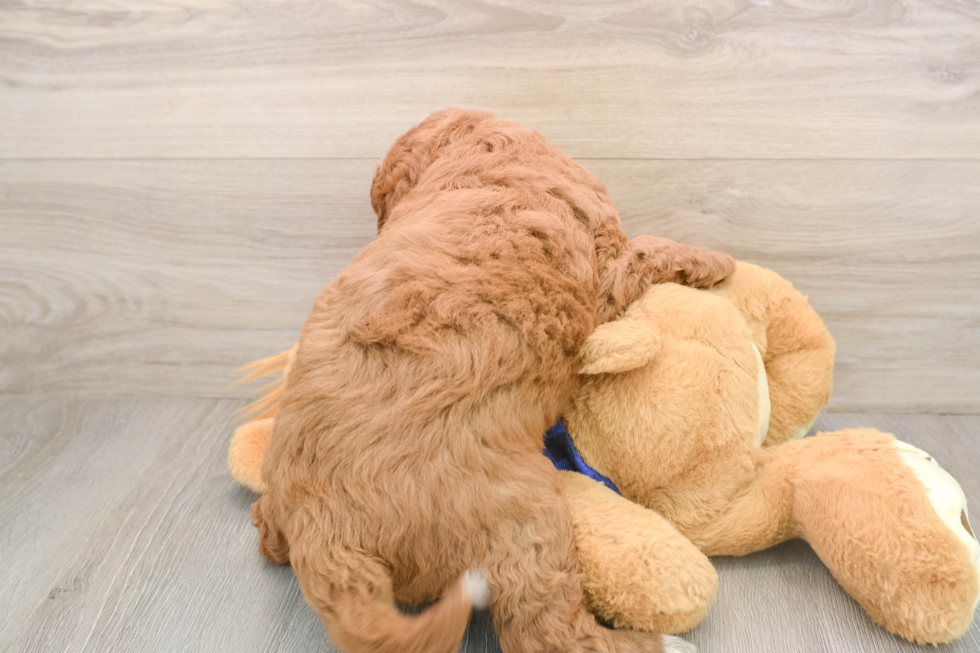 Mini Goldendoodle Puppy for Adoption