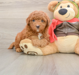 6 week old Mini Goldendoodle Puppy For Sale - Lone Star Pups