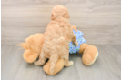 Smart Mini Goldendoodle Poodle Mix Pup