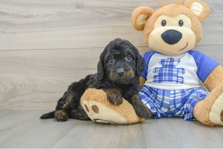 Popular Mini Goldendoodle Poodle Mix Pup