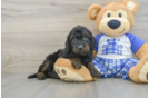Popular Mini Goldendoodle Poodle Mix Pup