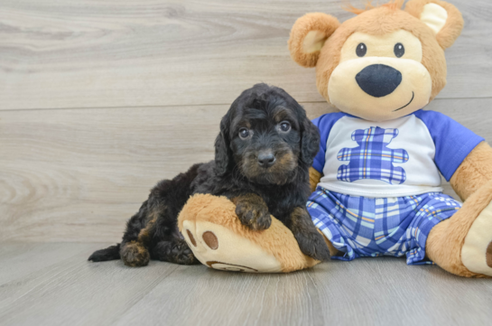 Popular Mini Goldendoodle Poodle Mix Pup