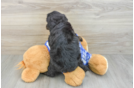 Adorable Golden Retriever Poodle Mix Poodle Mix Puppy