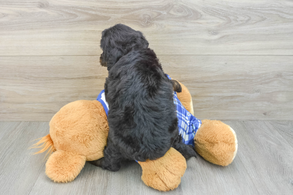 Adorable Golden Retriever Poodle Mix Poodle Mix Puppy