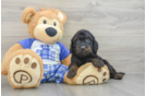 Popular Mini Goldendoodle Poodle Mix Pup