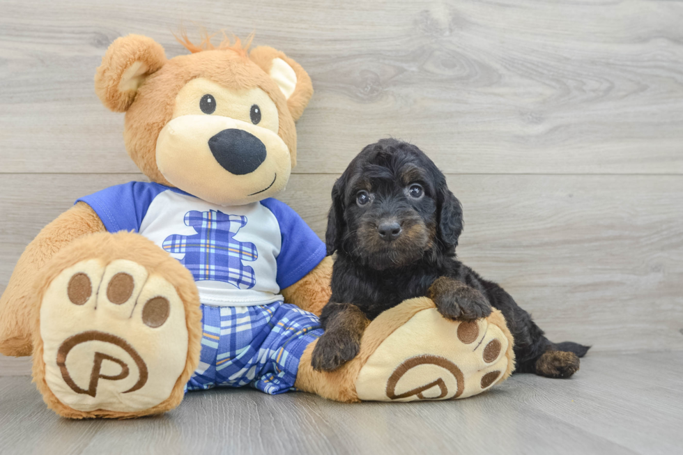Popular Mini Goldendoodle Poodle Mix Pup