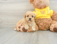 8 week old Mini Goldendoodle Puppy For Sale - Lone Star Pups