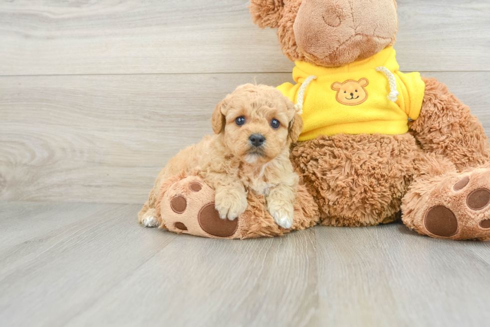 Playful Mini Groodle Poodle Mix Puppy