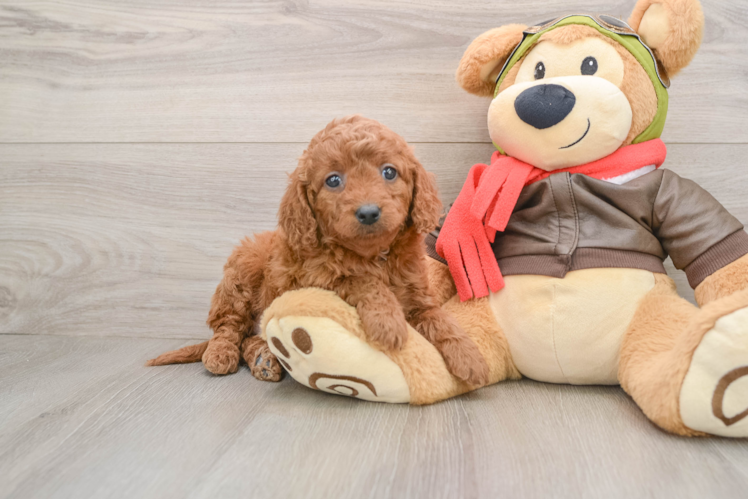 Fluffy Mini Goldendoodle Poodle Mix Pup