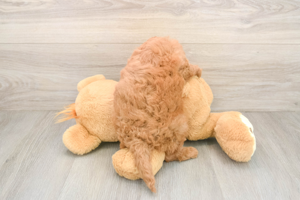 Smart Mini Goldendoodle Poodle Mix Pup